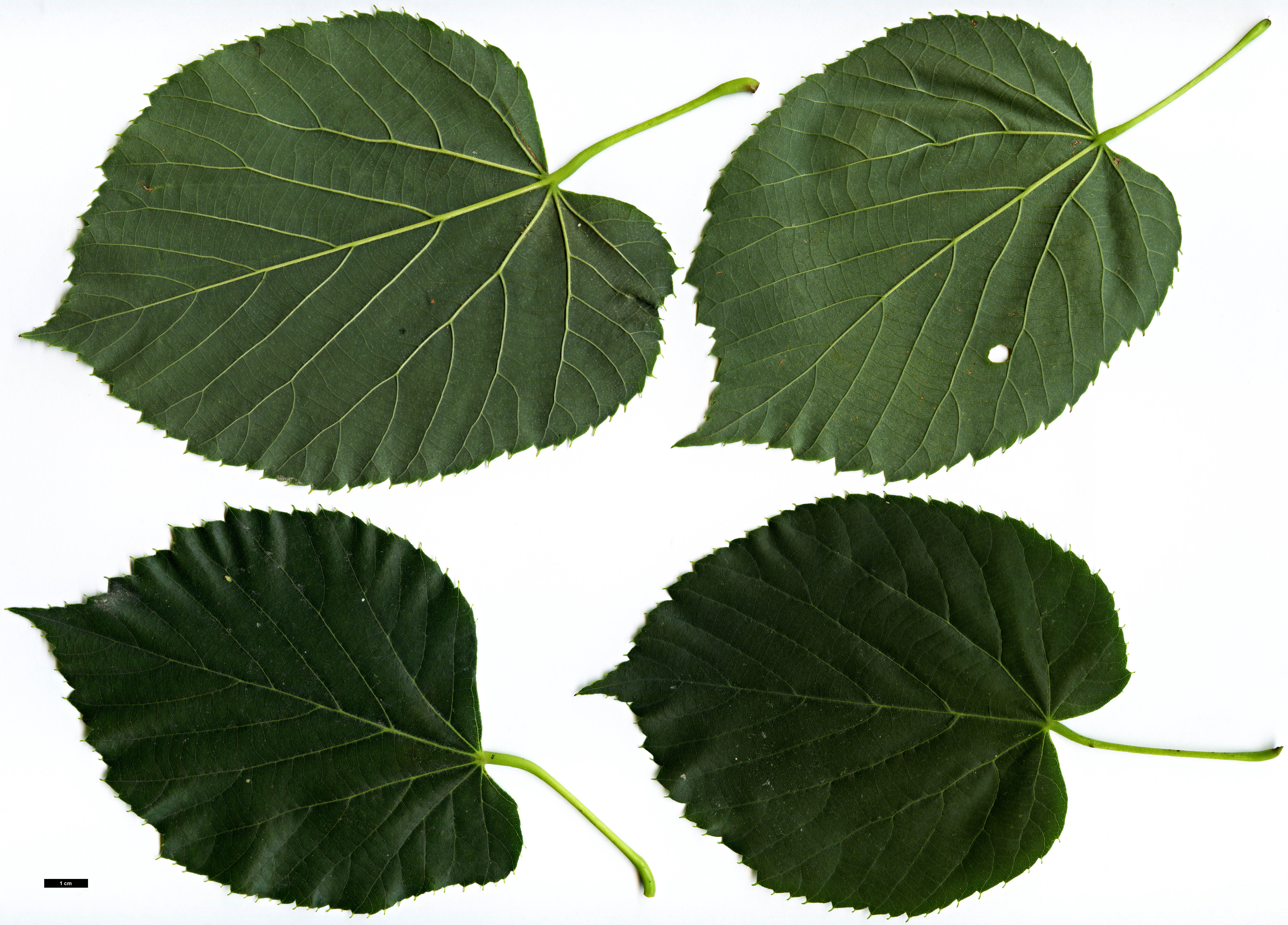 High resolution image: Family: Malvaceae - Genus: Tilia - Taxon: 'Moltkei' (T.americana × T. tomentosa 'Petiolaris')